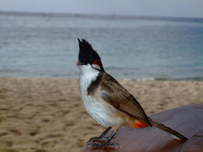 Mauritius 2010 - 0169 